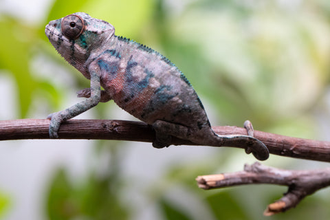 Ambilobe From "Fantara-makara" (AKA Star Gazer) x "Bahary-anina" (AKA Sea Breeze) - Hatched Aug - Sept 2026 - Male #1