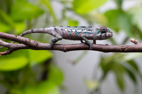 Ambilobe From "Fantara-makara" (AKA Star Gazer) x "Bahary-anina" (AKA Sea Breeze) - Hatched Aug - Sept 2026 - Male #1