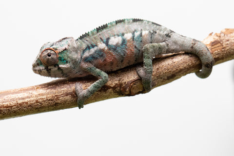 Ambilobe From "Fantara-makara" (AKA Star Gazer) x "Bahary-anina" (AKA Sea Breeze) - Hatched Aug - Sept 2026 - Male #1