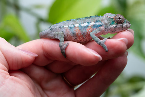 Ambilobe From "Fantara-makara" (AKA Star Gazer) x "Bahary-anina" (AKA Sea Breeze) - Hatched Aug - Sept 2026 - Male #1