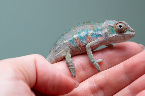 Ambilobe From "Fantara-makara" (AKA Star Gazer) x "Bahary-anina" (AKA Sea Breeze) - Hatched Aug - Sept 2026 - Male #1