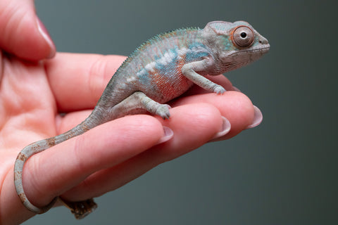 Ambilobe From "Fantara-makara" (AKA Star Gazer) x "Bahary-anina" (AKA Sea Breeze) - Hatched Aug - Sept 2026 - Male #1