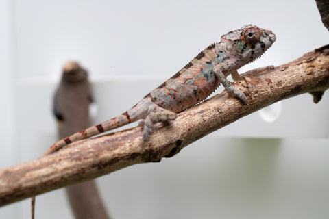 Ambilobe From "Fantara-makara" (AKA Star Gazer) x "Bahary-anina" (AKA Sea Breeze) - Hatched Aug - Sept 2026 - Male #2