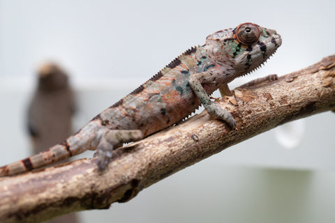 Ambilobe From "Fantara-makara" (AKA Star Gazer) x "Bahary-anina" (AKA Sea Breeze) - Hatched Aug - Sept 2026 - Male #2