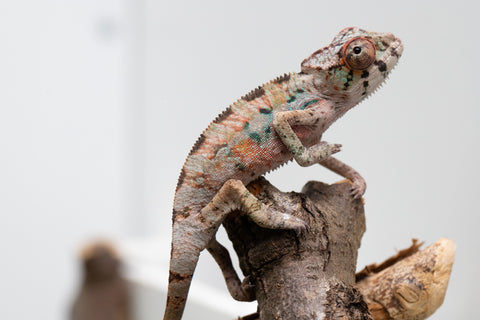 Ambilobe From "Fantara-makara" (AKA Star Gazer) x "Bahary-anina" (AKA Sea Breeze) - Hatched Aug - Sept 2026 - Male #2