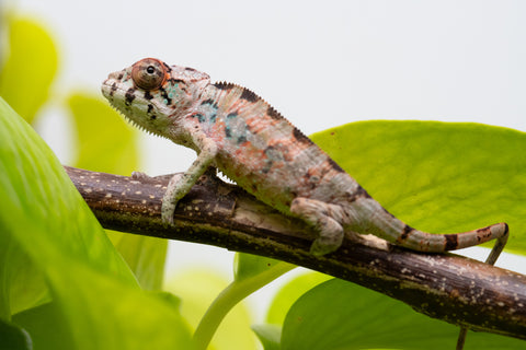 Ambilobe From "Fantara-makara" (AKA Star Gazer) x "Bahary-anina" (AKA Sea Breeze) - Hatched Aug - Sept 2026 - Male #2