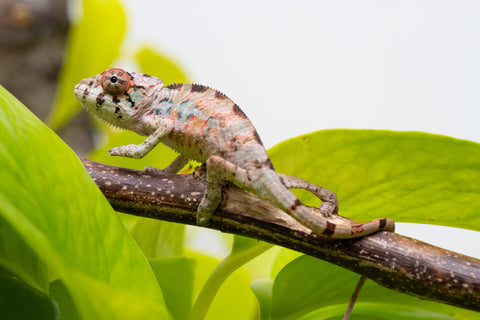 Ambilobe From "Fantara-makara" (AKA Star Gazer) x "Bahary-anina" (AKA Sea Breeze) - Hatched Aug - Sept 2026 - Male #2