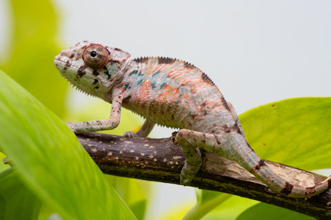 Ambilobe From "Fantara-makara" (AKA Star Gazer) x "Bahary-anina" (AKA Sea Breeze) - Hatched Aug - Sept 2026 - Male #2