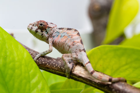 Ambilobe From "Fantara-makara" (AKA Star Gazer) x "Bahary-anina" (AKA Sea Breeze) - Hatched Aug - Sept 2026 - Male #2