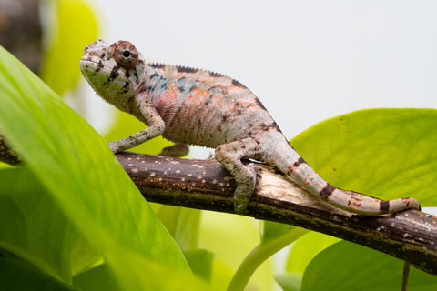 Ambilobe From "Fantara-makara" (AKA Star Gazer) x "Bahary-anina" (AKA Sea Breeze) - Hatched Aug - Sept 2026 - Male #2