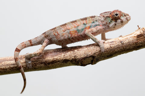 Ambilobe From "Fantara-makara" (AKA Star Gazer) x "Bahary-anina" (AKA Sea Breeze) - Hatched Aug - Sept 2026 - Male #2