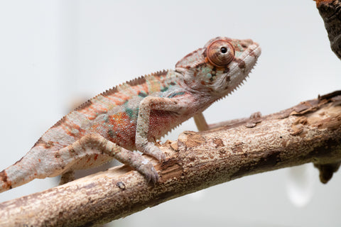 Ambilobe From "Fantara-makara" (AKA Star Gazer) x "Bahary-anina" (AKA Sea Breeze) - Hatched Aug - Sept 2026 - Male #2