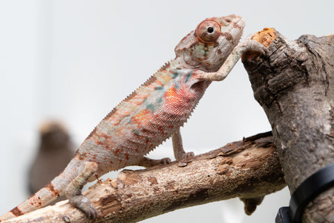 Ambilobe From "Fantara-makara" (AKA Star Gazer) x "Bahary-anina" (AKA Sea Breeze) - Hatched Aug - Sept 2026 - Male #2