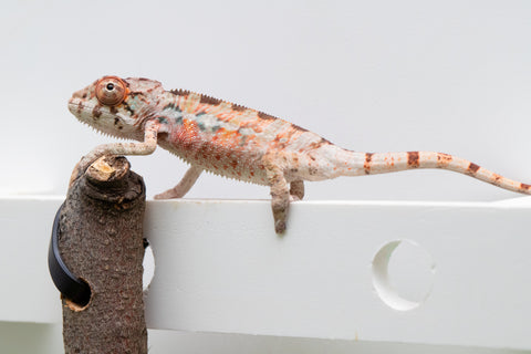 Ambilobe From "Fantara-makara" (AKA Star Gazer) x "Bahary-anina" (AKA Sea Breeze) - Hatched Aug - Sept 2026 - Male #2