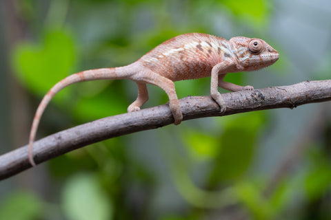 Ambilobe From "Fantara-makara" (AKA Star Gazer) x "Mandiso-ranoray" (AKA Miss Universe) - Hatched April 2026 - Female #1