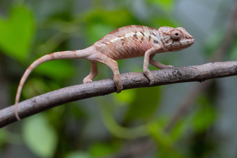 Ambilobe From "Fantara-makara" (AKA Star Gazer) x "Mandiso-ranoray" (AKA Miss Universe) - Hatched April 2026 - Female #1