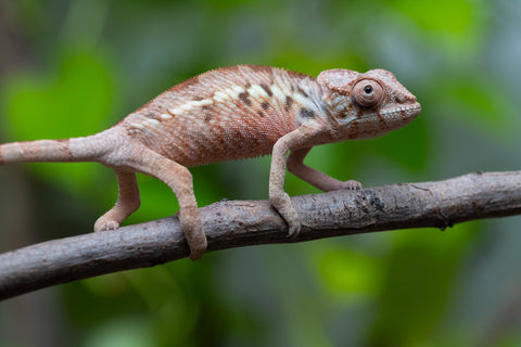 Ambilobe From "Fantara-makara" (AKA Star Gazer) x "Mandiso-ranoray" (AKA Miss Universe) - Hatched April 2026 - Female #1