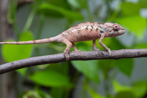 Ambilobe From "Fantara-makara" (AKA Star Gazer) x "Mandiso-ranoray" (AKA Miss Universe) - Hatched April 2026 - Female #1