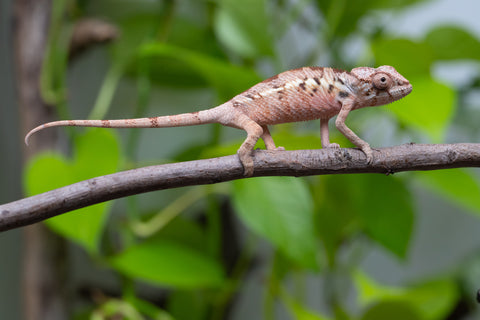 Ambilobe From "Fantara-makara" (AKA Star Gazer) x "Mandiso-ranoray" (AKA Miss Universe) - Hatched April 2026 - Female #1