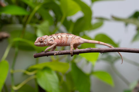 Ambilobe From "Fantara-makara" (AKA Star Gazer) x "Mandiso-ranoray" (AKA Miss Universe) - Hatched April 2026 - Female #1