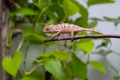 Ambilobe From "Fantara-makara" (AKA Star Gazer) x "Mandiso-ranoray" (AKA Miss Universe) - Hatched April 2026 - Female #1
