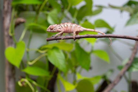 Ambilobe From "Fantara-makara" (AKA Star Gazer) x "Mandiso-ranoray" (AKA Miss Universe) - Hatched April 2026 - Female #1