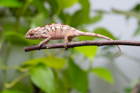 Ambilobe From "Fantara-makara" (AKA Star Gazer) x "Mandiso-ranoray" (AKA Miss Universe) - Hatched April 2026 - Female #1