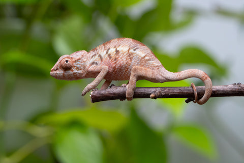Ambilobe From "Fantara-makara" (AKA Star Gazer) x "Mandiso-ranoray" (AKA Miss Universe) - Hatched April 2026 - Female #1