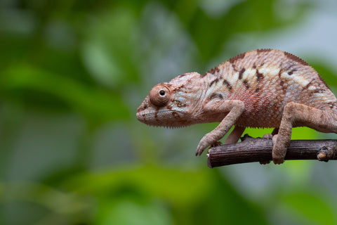 Ambilobe From "Fantara-makara" (AKA Star Gazer) x "Mandiso-ranoray" (AKA Miss Universe) - Hatched April 2026 - Female #1