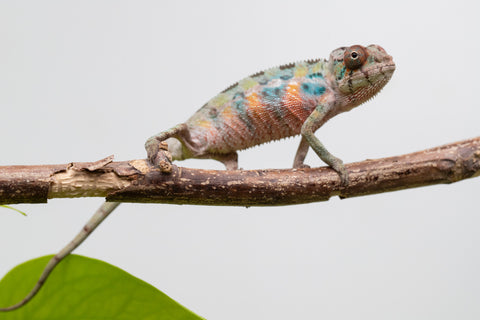 Ambilobe From "Fantara-makara" (AKA Star Gazer) x "Mandiso-ranoray" (AKA Miss Universe) - Hatched April 2026 - Male #1