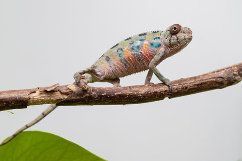 Ambilobe From "Fantara-makara" (AKA Star Gazer) x "Mandiso-ranoray" (AKA Miss Universe) - Hatched April 2026 - Male #1