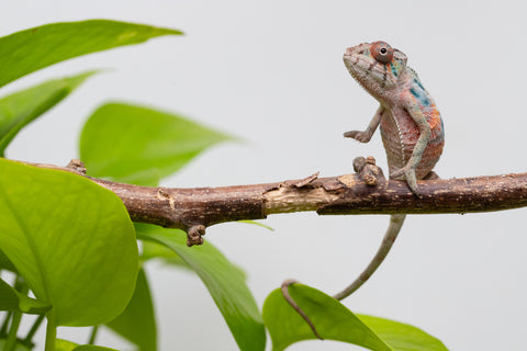 Ambilobe From "Fantara-makara" (AKA Star Gazer) x "Mandiso-ranoray" (AKA Miss Universe) - Hatched April 2026 - Male #1