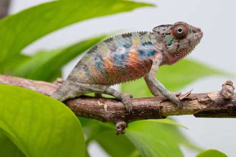 Ambilobe From "Fantara-makara" (AKA Star Gazer) x "Mandiso-ranoray" (AKA Miss Universe) - Hatched April 2026 - Male #1