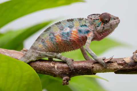 Ambilobe From "Fantara-makara" (AKA Star Gazer) x "Mandiso-ranoray" (AKA Miss Universe) - Hatched April 2026 - Male #1