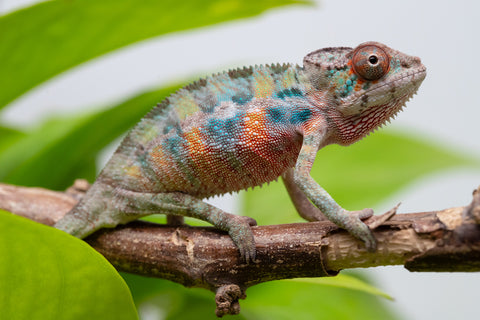 Ambilobe From "Fantara-makara" (AKA Star Gazer) x "Mandiso-ranoray" (AKA Miss Universe) - Hatched April 2026 - Male #1