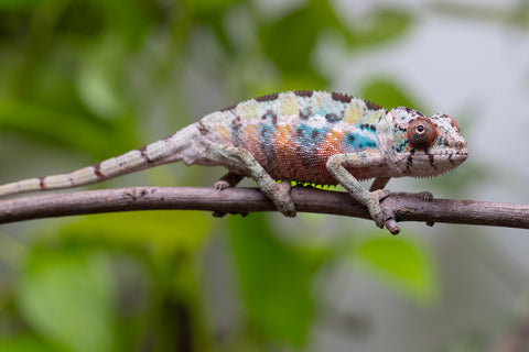 Ambilobe From "Fantara-makara" (AKA Star Gazer) x "Mandiso-ranoray" (AKA Miss Universe) - Hatched April 2026 - Male #1