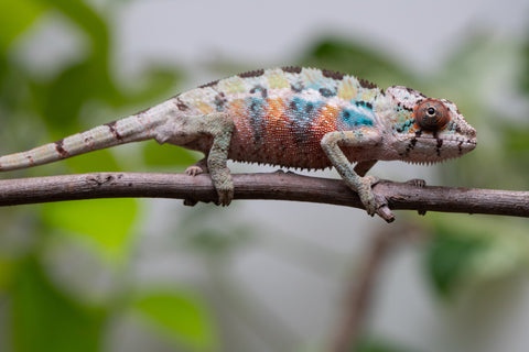 Ambilobe From "Fantara-makara" (AKA Star Gazer) x "Mandiso-ranoray" (AKA Miss Universe) - Hatched April 2026 - Male #1