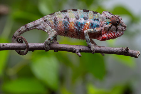 Ambilobe From "Fantara-makara" (AKA Star Gazer) x "Mandiso-ranoray" (AKA Miss Universe) - Hatched April 2026 - Male #1