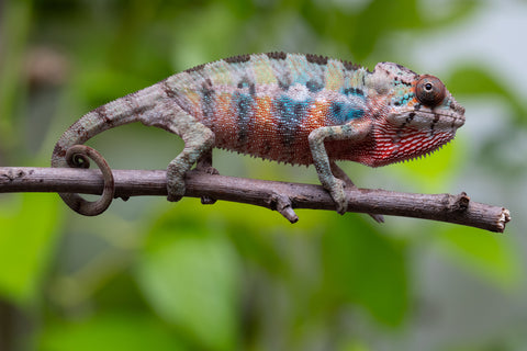 Ambilobe From "Fantara-makara" (AKA Star Gazer) x "Mandiso-ranoray" (AKA Miss Universe) - Hatched April 2026 - Male #1