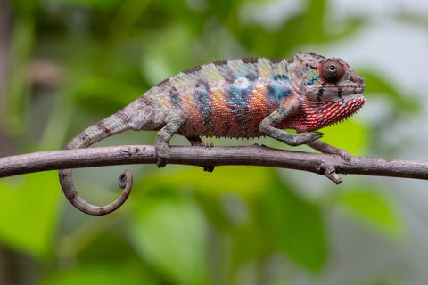 Ambilobe From "Fantara-makara" (AKA Star Gazer) x "Mandiso-ranoray" (AKA Miss Universe) - Hatched April 2026 - Male #1