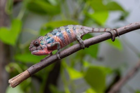 Ambilobe From "Fantara-makara" (AKA Star Gazer) x "Mandiso-ranoray" (AKA Miss Universe) - Hatched April 2026 - Male #1