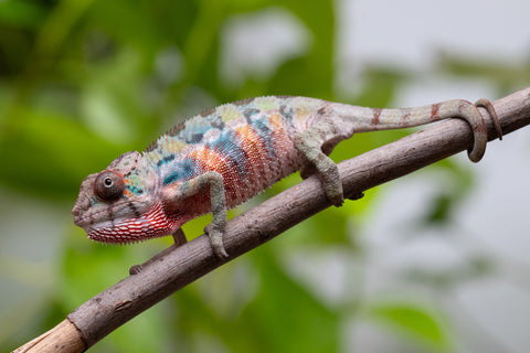 Ambilobe From "Fantara-makara" (AKA Star Gazer) x "Mandiso-ranoray" (AKA Miss Universe) - Hatched April 2026 - Male #1
