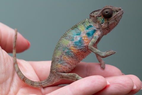 Ambilobe From "Fantara-makara" (AKA Star Gazer) x "Mandiso-ranoray" (AKA Miss Universe) - Hatched April 2026 - Male #1
