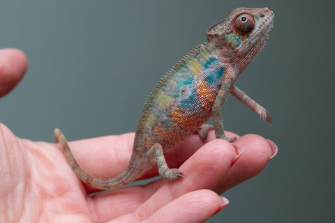 Ambilobe From "Fantara-makara" (AKA Star Gazer) x "Mandiso-ranoray" (AKA Miss Universe) - Hatched April 2026 - Male #1