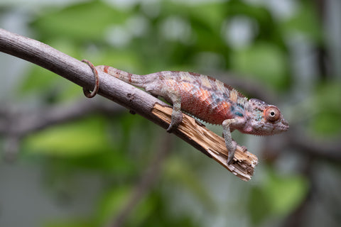 Ambilobe From "Fantara-makara" (AKA Star Gazer) x "Mandiso-ranoray" (AKA Miss Universe) - Hatched April 2026 - Male #1
