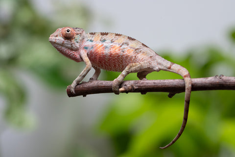 Ambilobe From "Fantara-makara" (AKA Star Gazer) x "Mandiso-ranoray" (AKA Miss Universe) - Hatched April 2026 - Male #1