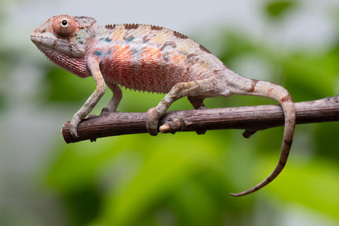 Ambilobe From "Fantara-makara" (AKA Star Gazer) x "Mandiso-ranoray" (AKA Miss Universe) - Hatched April 2026 - Male #1