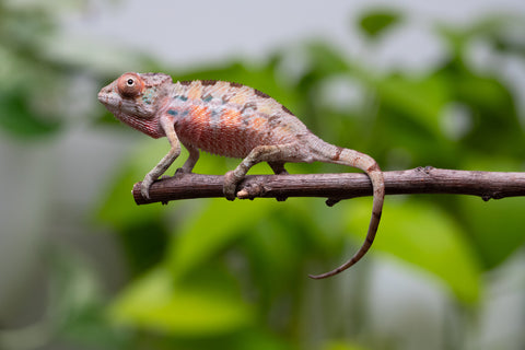 Ambilobe From "Fantara-makara" (AKA Star Gazer) x "Mandiso-ranoray" (AKA Miss Universe) - Hatched April 2026 - Male #1