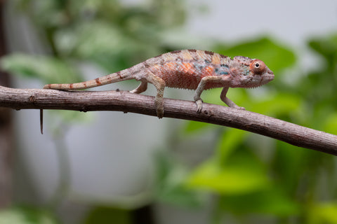 Ambilobe From "Fantara-makara" (AKA Star Gazer) x "Mandiso-ranoray" (AKA Miss Universe) - Hatched April 2026 - Male #1
