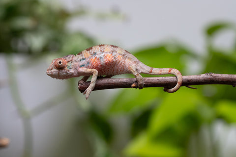 Ambilobe From "Fantara-makara" (AKA Star Gazer) x "Mandiso-ranoray" (AKA Miss Universe) - Hatched April 2026 - Male #1
